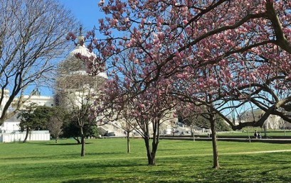Cherry Blossom season is in full effect  #washingtondc #honorsociety #blossom