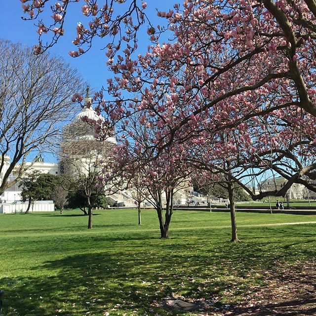 Cherry Blossom season is in full effect  #washingtondc #honorsociety #blossom